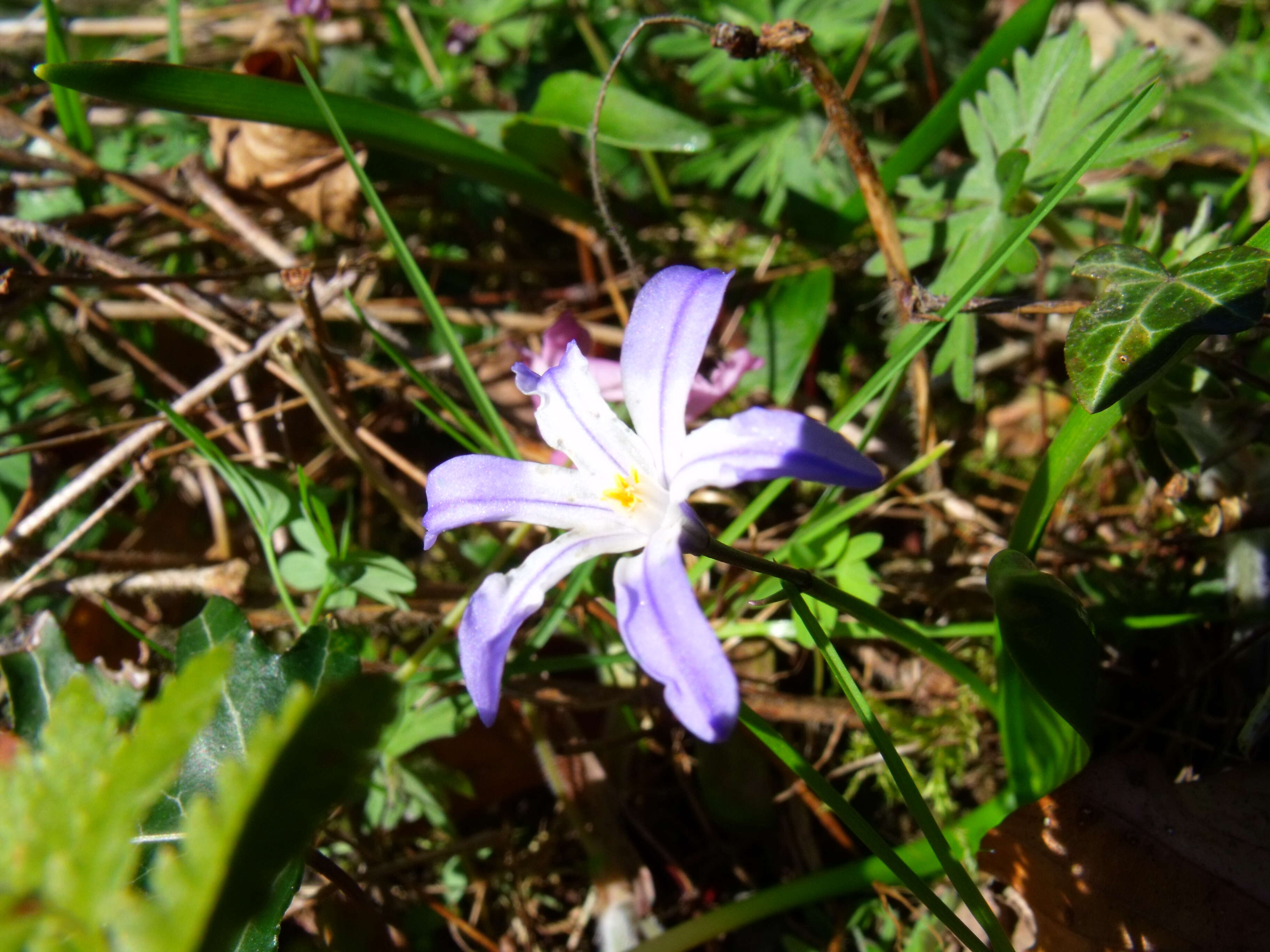 Image de Scilla luciliae (Boiss.) Speta