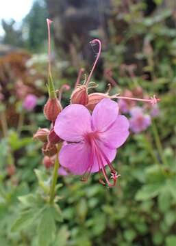 Imagem de Geranium macrorrhizum L.