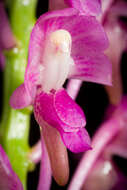 Image of Aerides leeana Rchb. fil.