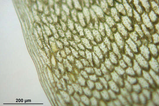 Image of Schleicher's bryum moss