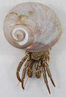 Image of Thinstripe Hermit Crab