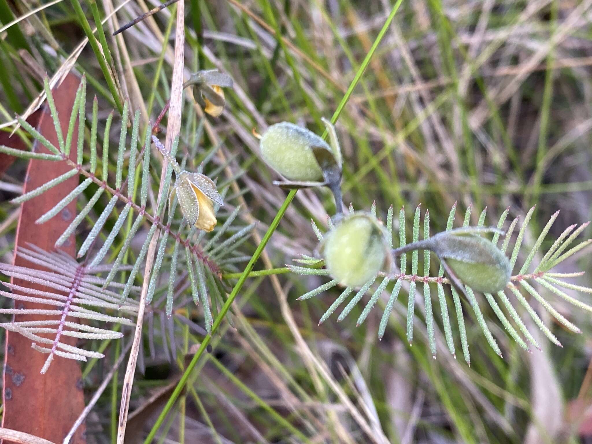 Слика од Gompholobium pinnatum Sm.