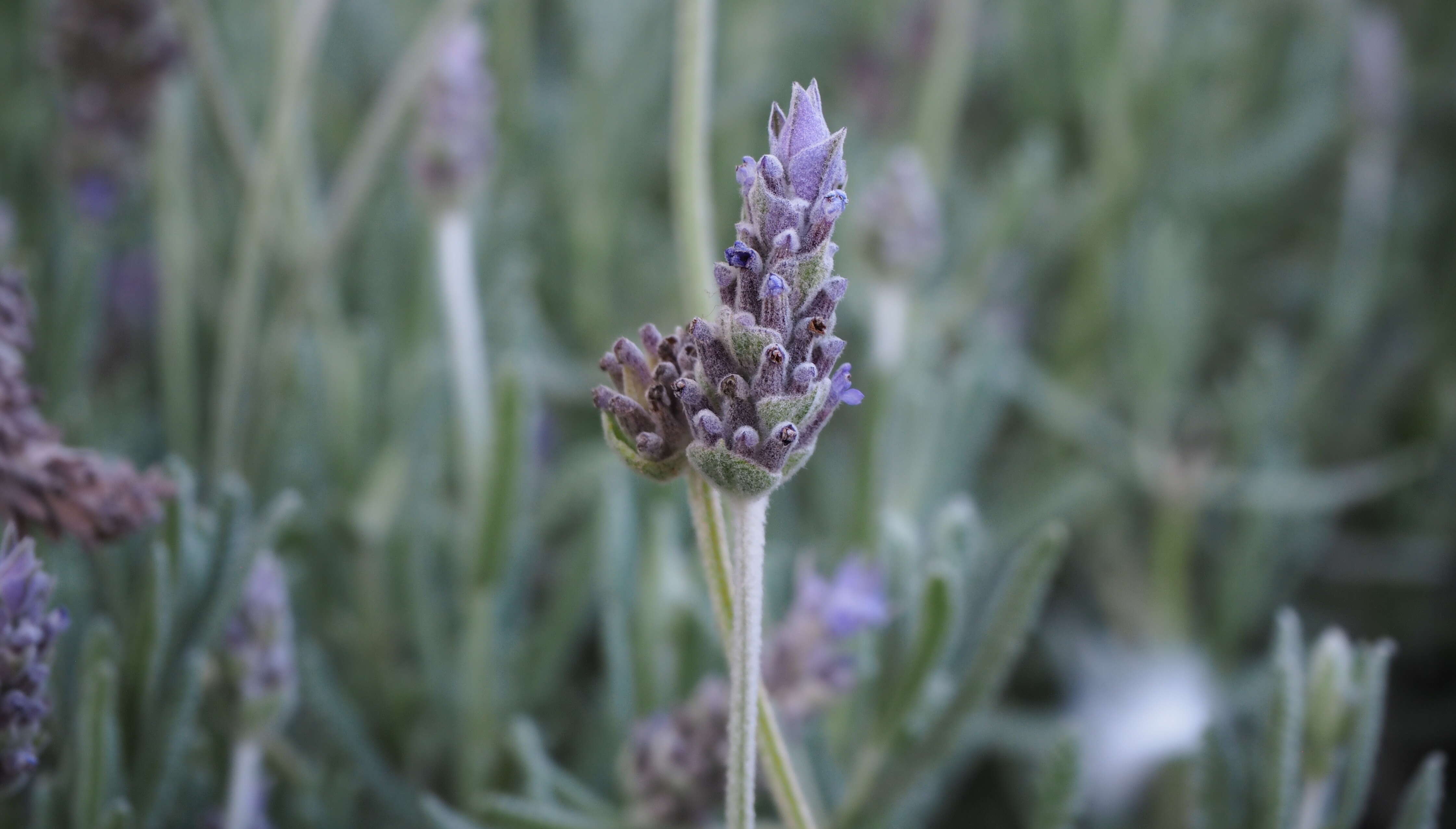 Image of English Lavendar