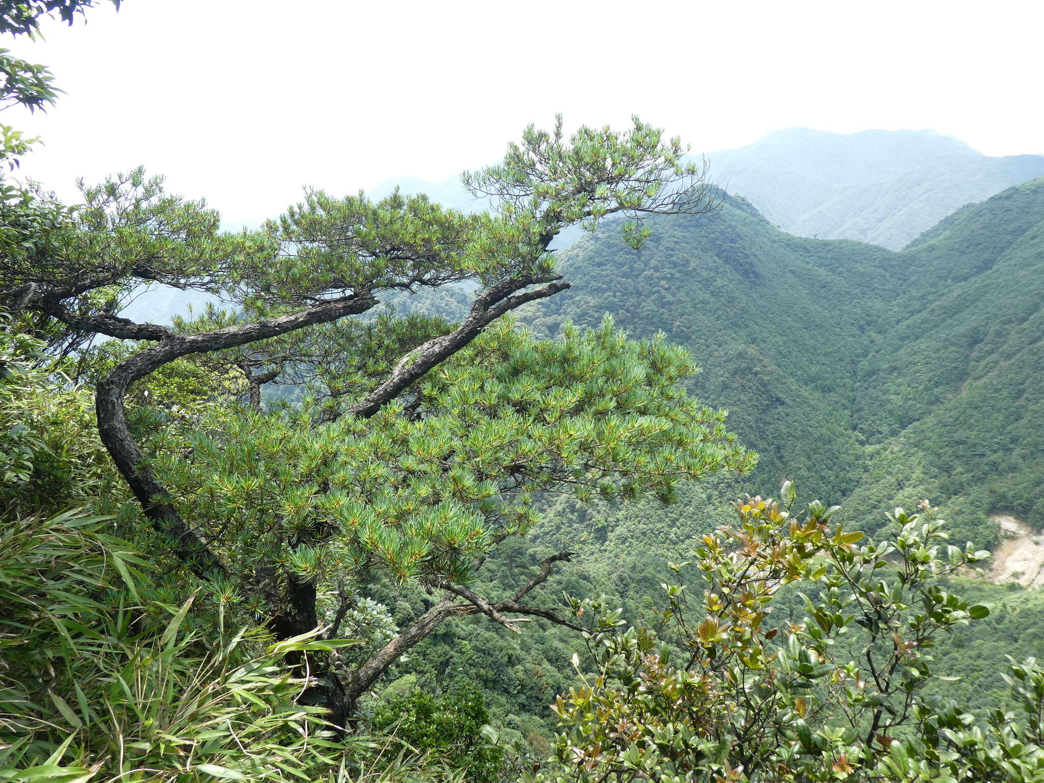 Image of Guangdong White Pine