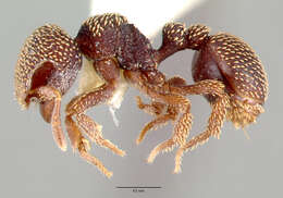 Image of Calyptomyrmex