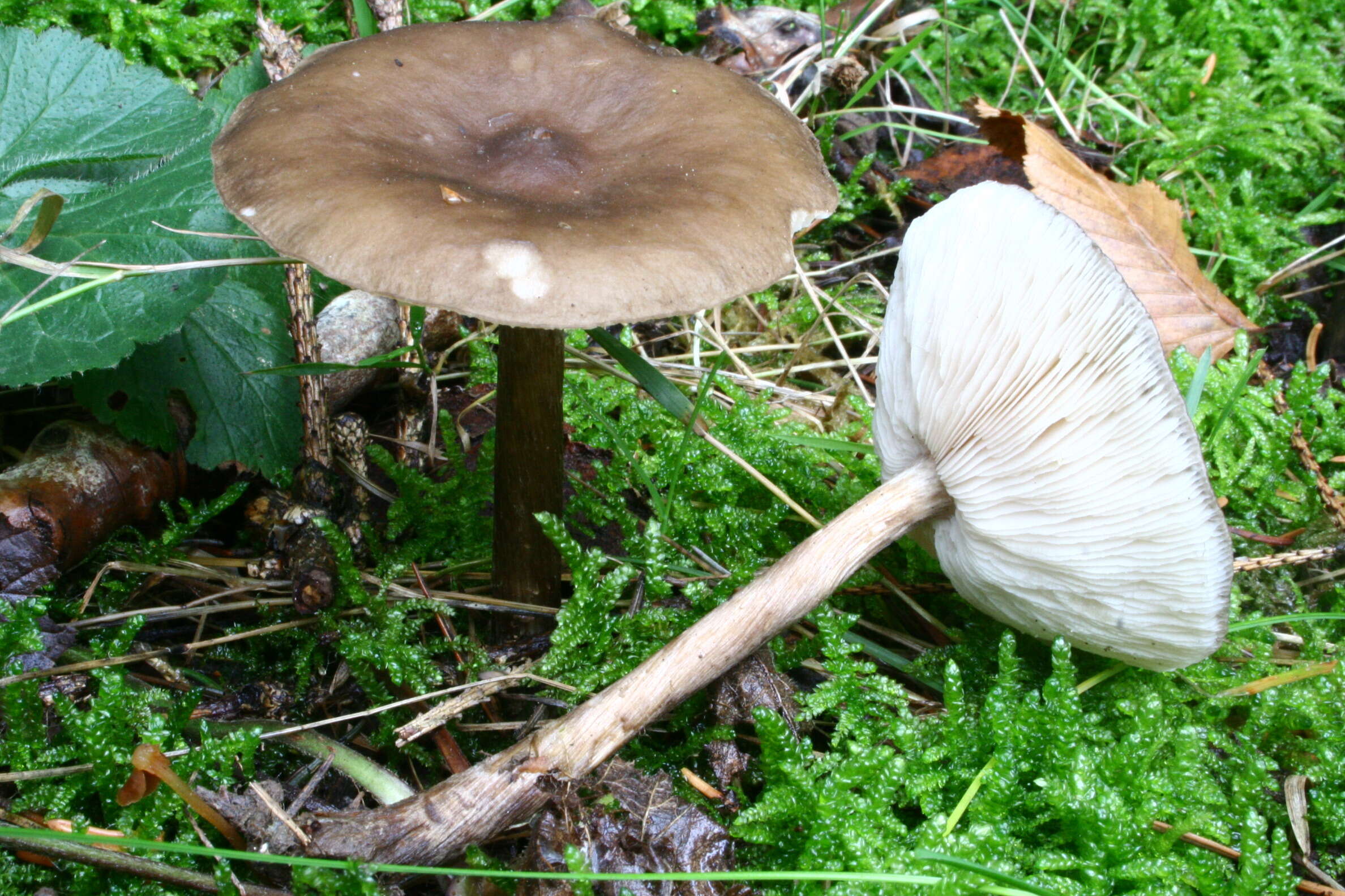 Image of Melanoleuca cognata (Fr.) Konrad & Maubl. 1927