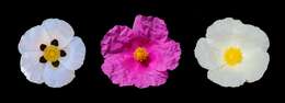 Image of Montpelier cistus