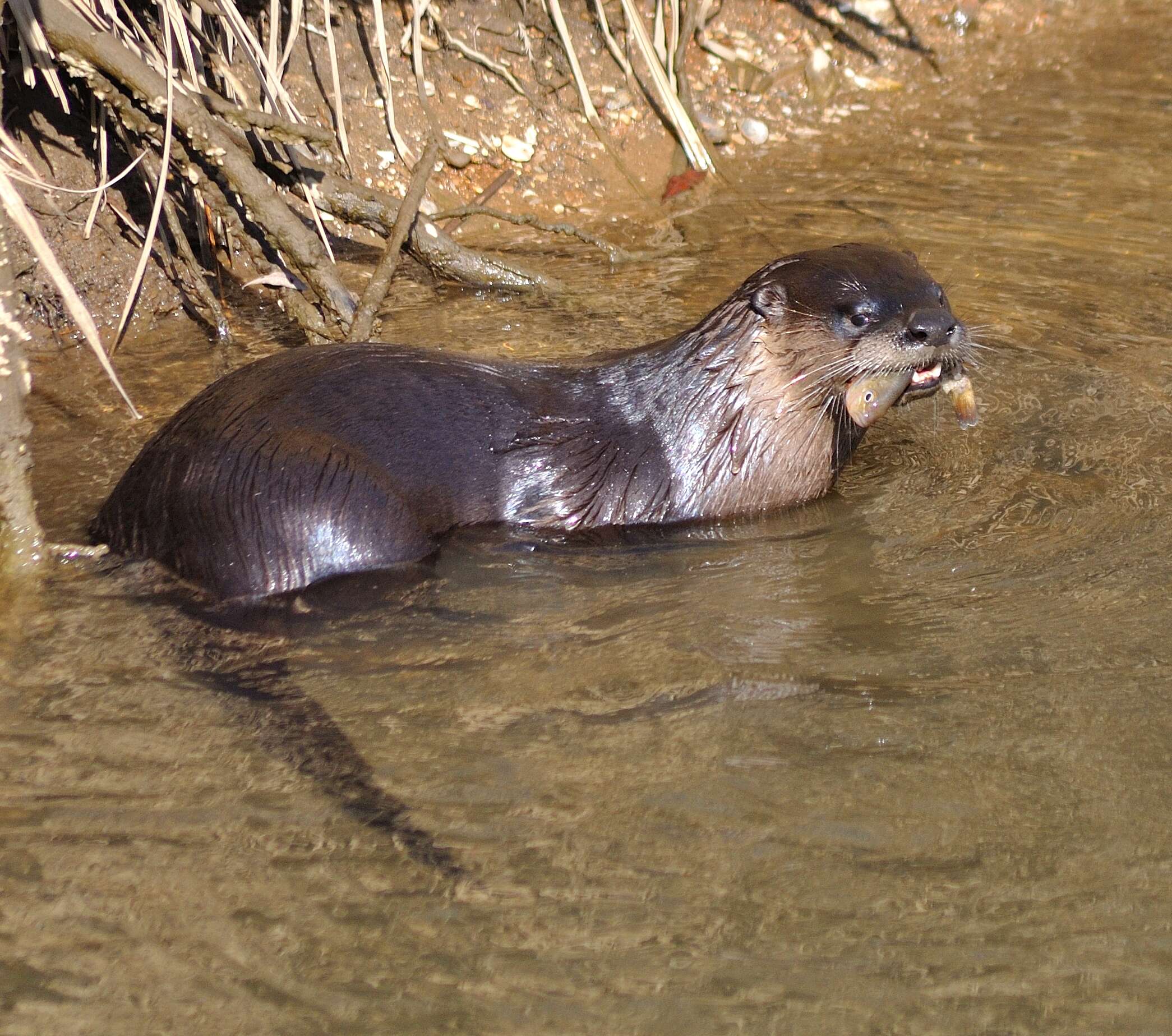 Image of Otter sp.