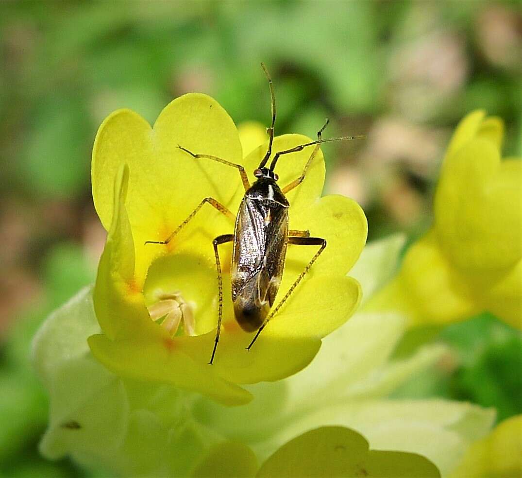 Слика од Harpocera thoracica (Fallen 1807)