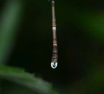 Image of Platylestes platystylus (Rambur 1842)