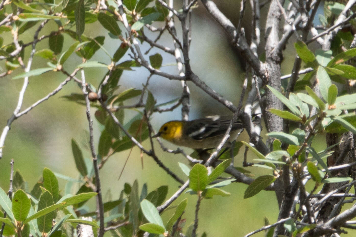 Image of Hermit Warbler