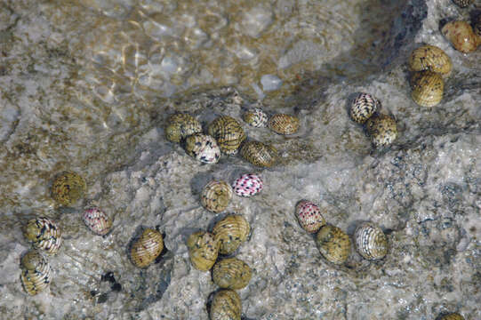 Image of four-tooth nerite