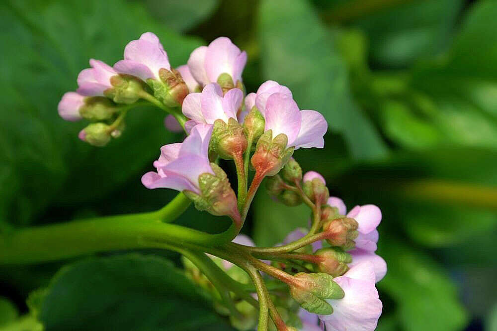 Image of Siberian-tea