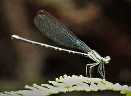 Image of Platycnemididae