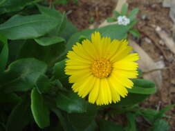 Image of Calendula suffruticosa Vahl