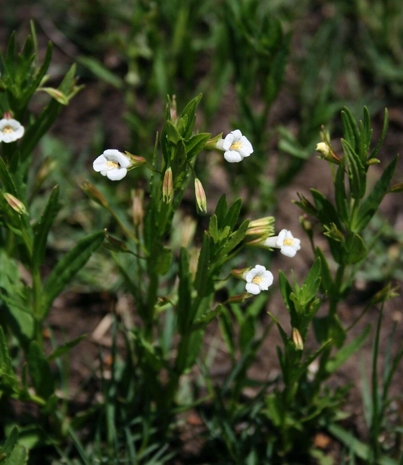 Imagem de Mimulus gracilis R. Br.