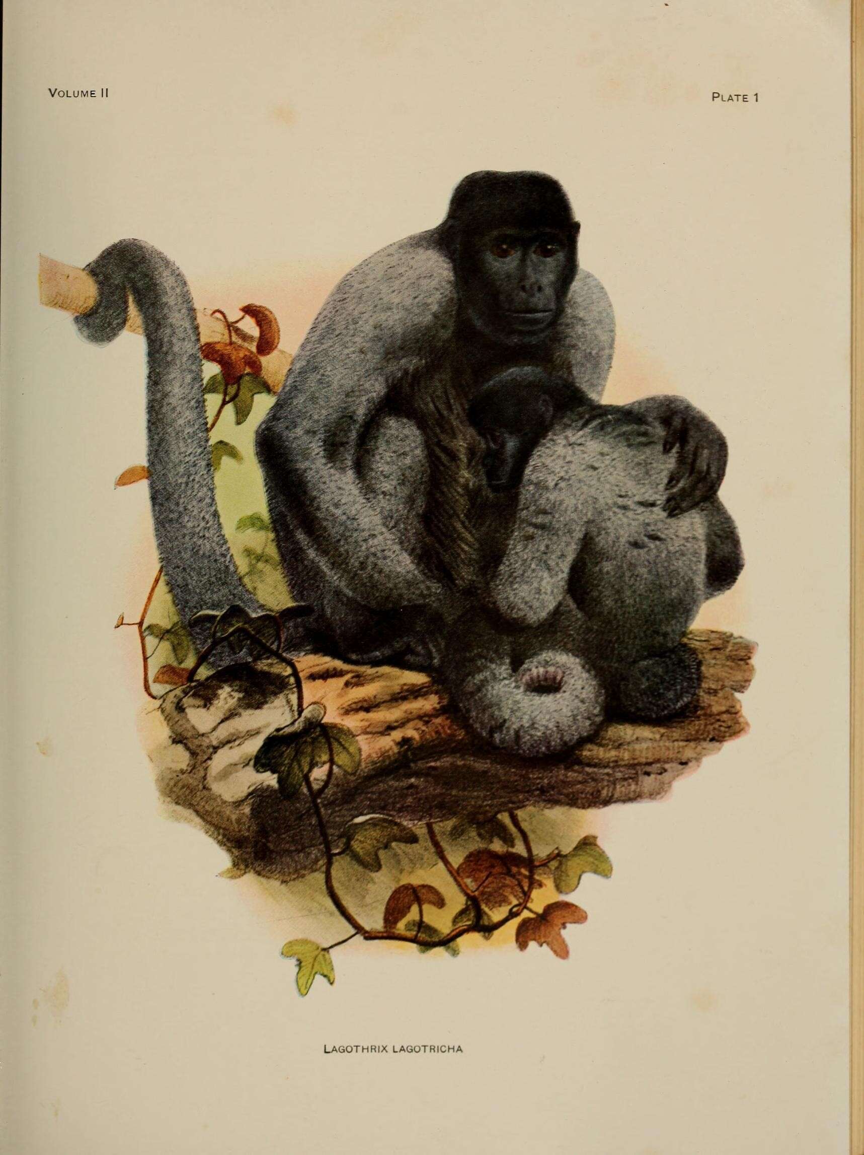 Image of Woolly monkey