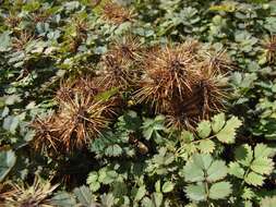 Image of Acaena microphylla Hook. fil.