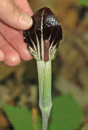 Image of Jack in the pulpit