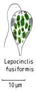 Image of Lepocinclis Perty 1849