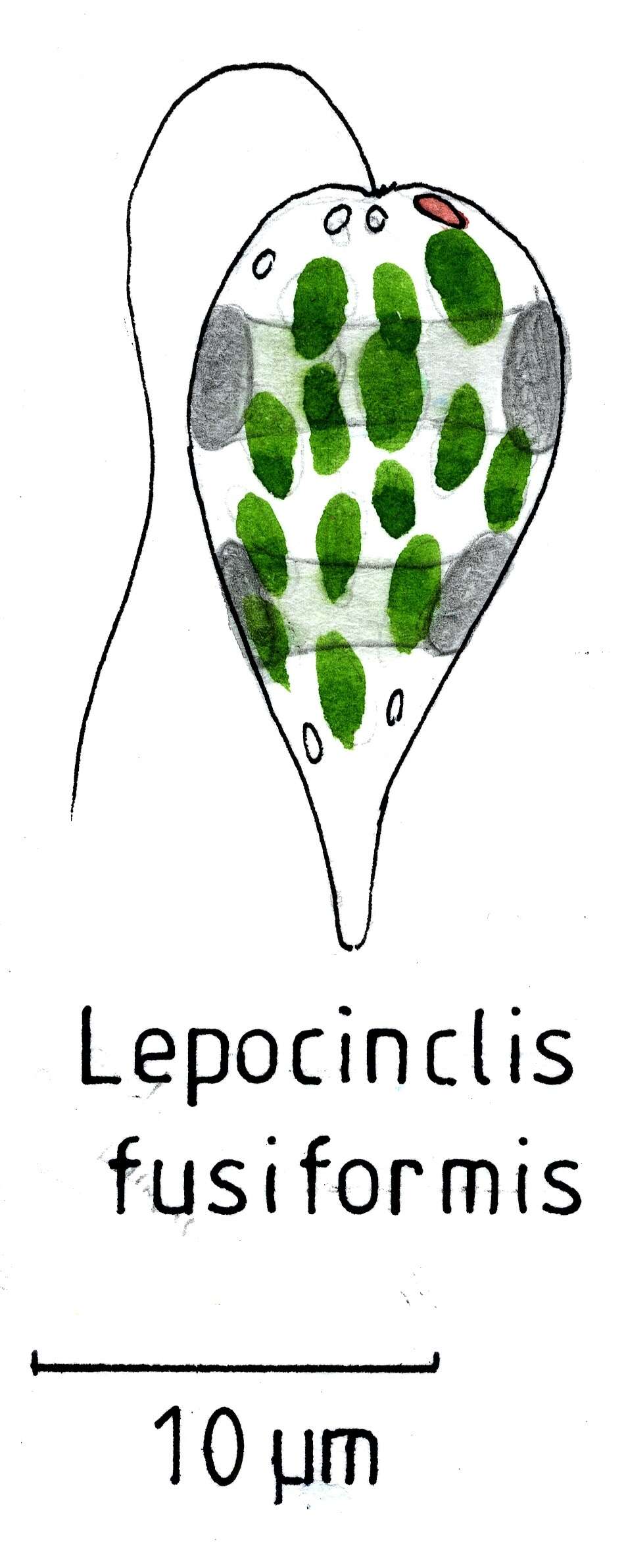 Image of Lepocinclis Perty 1849