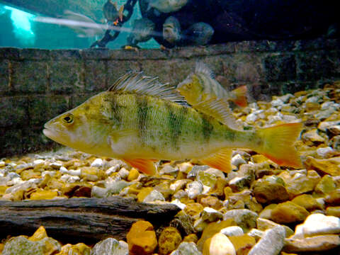 Image of Perch