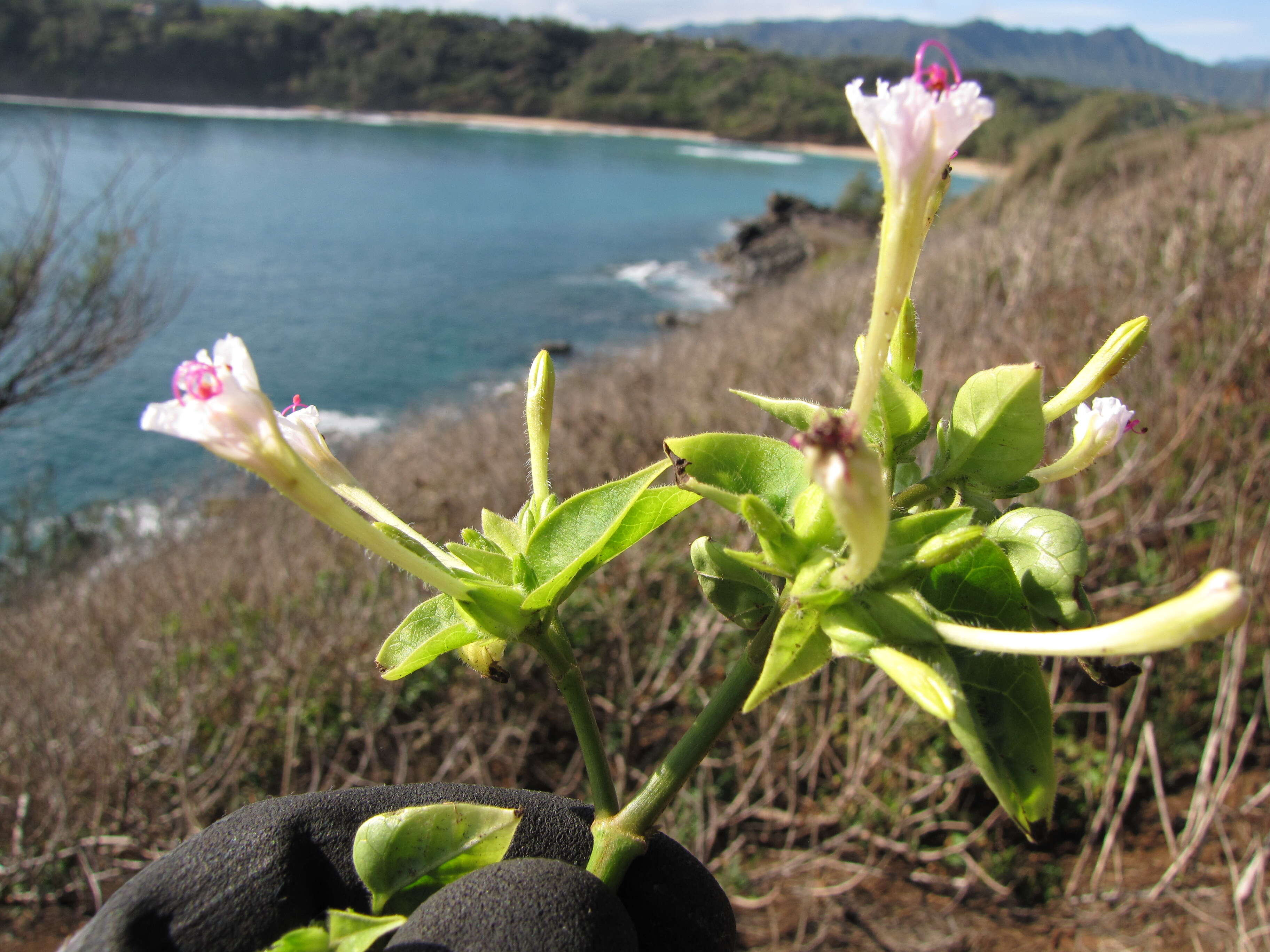 Image of Four o'Clock flower