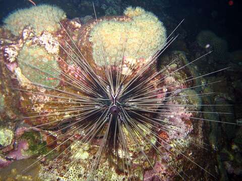 Image of spiny urchin