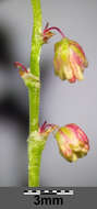 Image of Common Sorrel