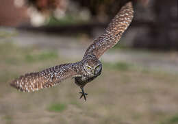 Image of Burrowing Owl