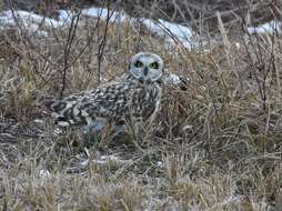 Image of Short-eared Owl