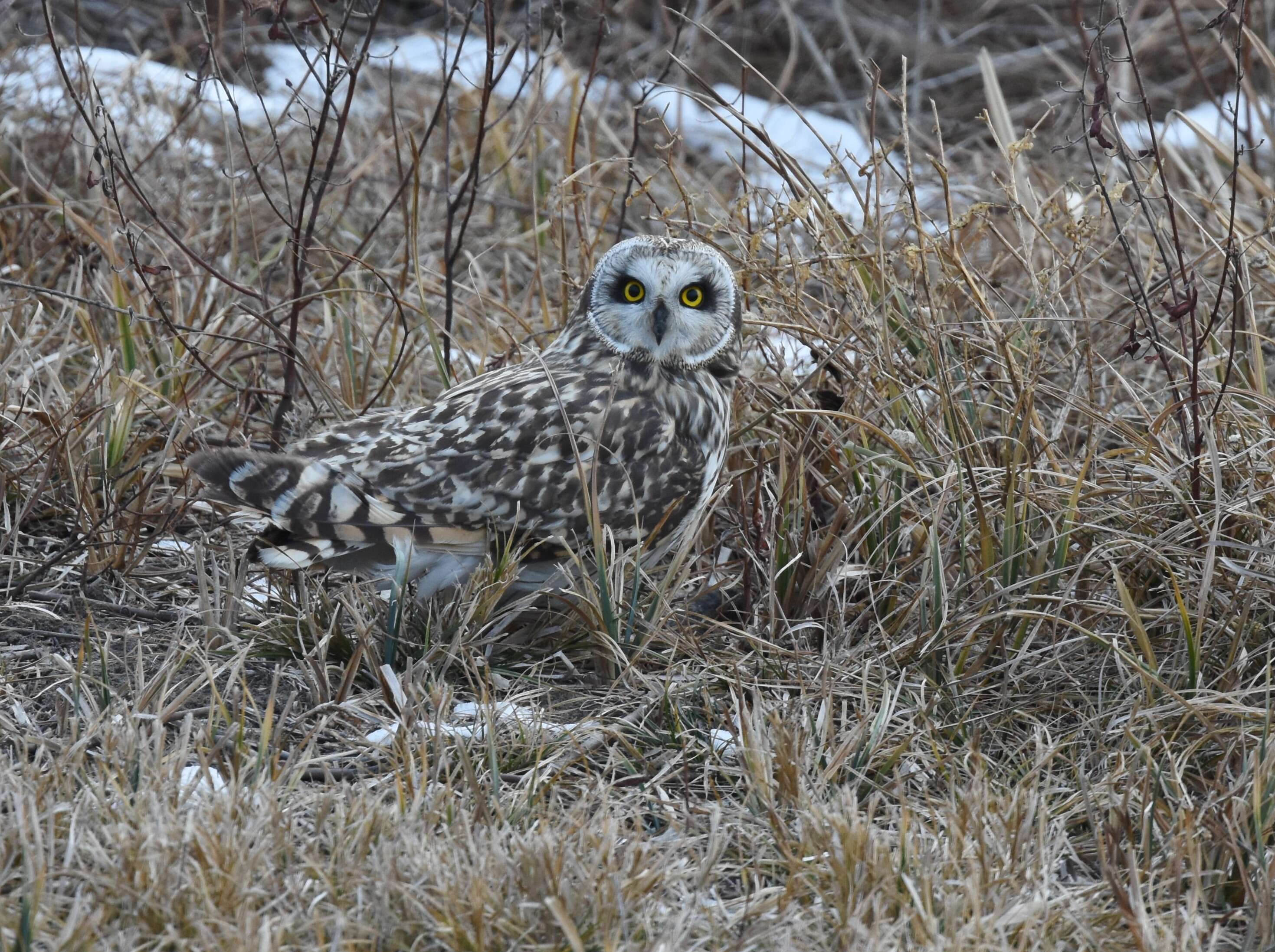 Image de Hibou des marais