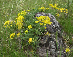 Imagem de Lomatium donnellii (Coult. & Rose) Coult. & Rose