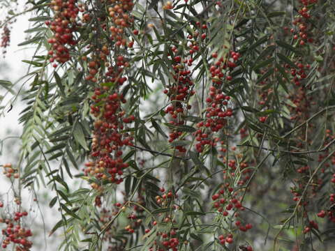 Image of Peruvian peppertree