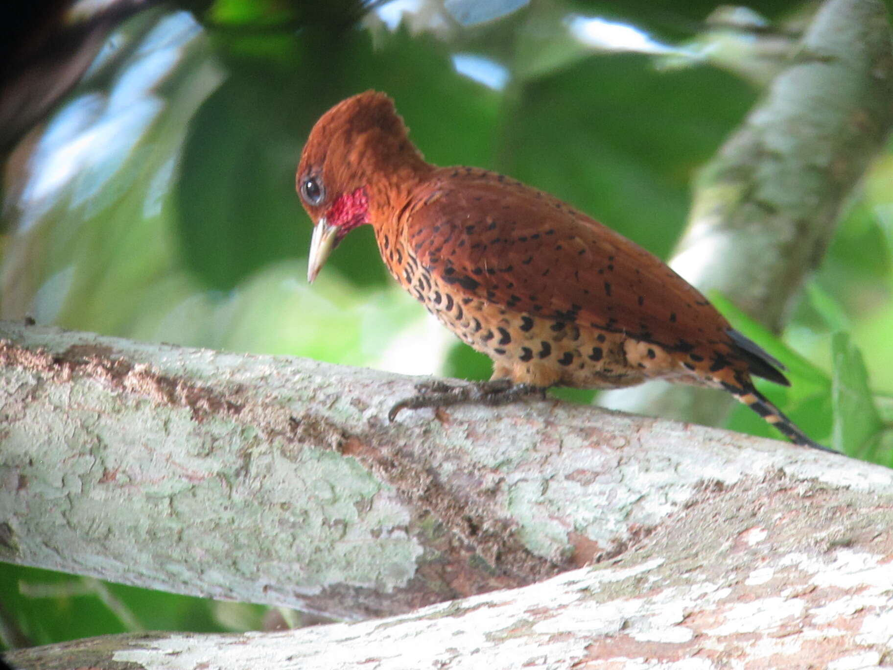 Image of Cinnamon Woodpecker