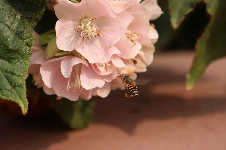 Image of Dombeya