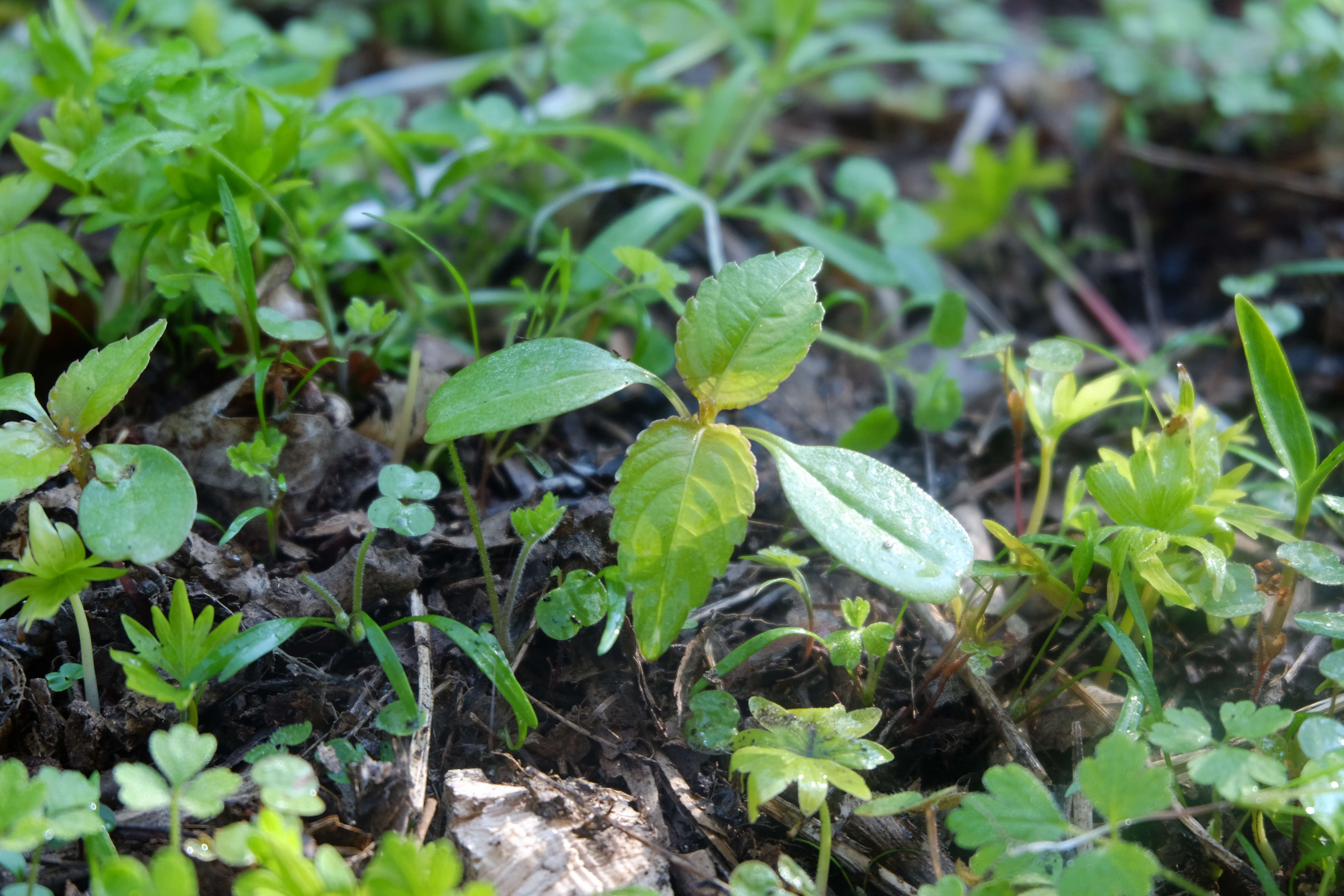 Image of small balsam