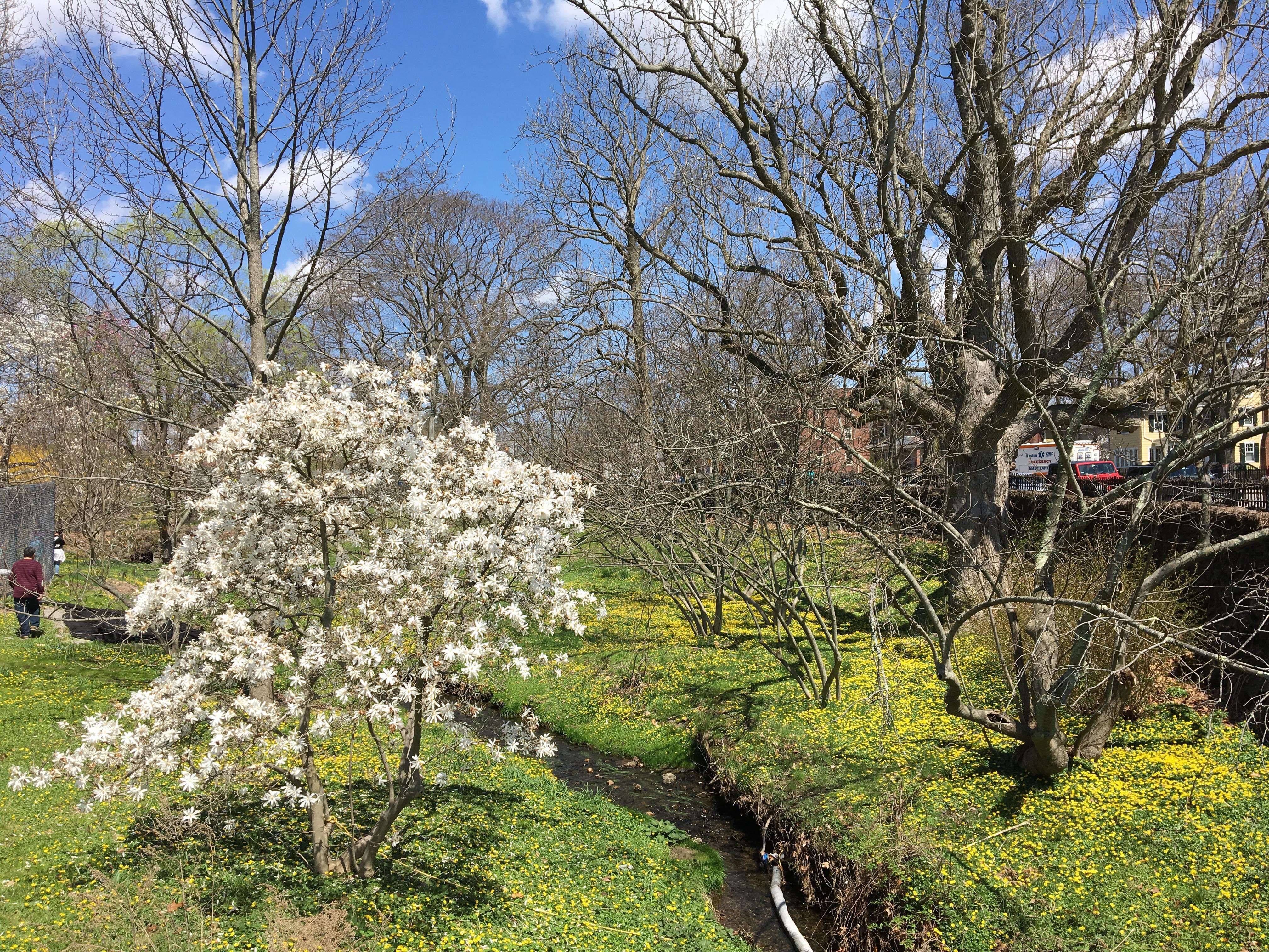 Imagem de Magnolia salicifolia (Siebold & Zucc.) Maxim.