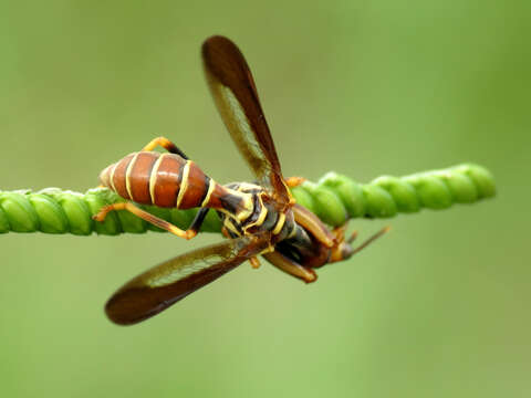 Image de Climaciella brunnea (Say ex Keating 1824)