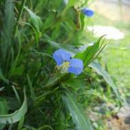 Image of Blousel Blommetjie