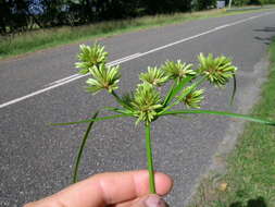 Image of Tall flatsedge