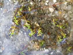 Image of water pygmyweed