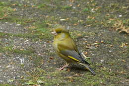 Image of Chloris Cuvier 1800