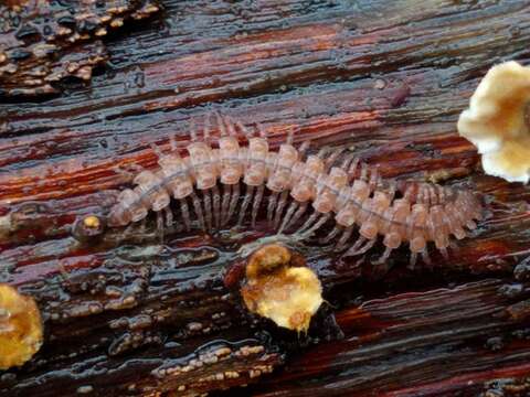 Image of Flat-backed millipede