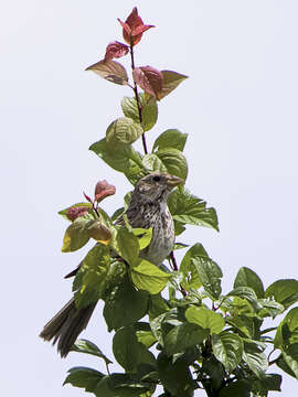 Image of Corn Bunting