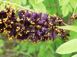 Image of desert false indigo