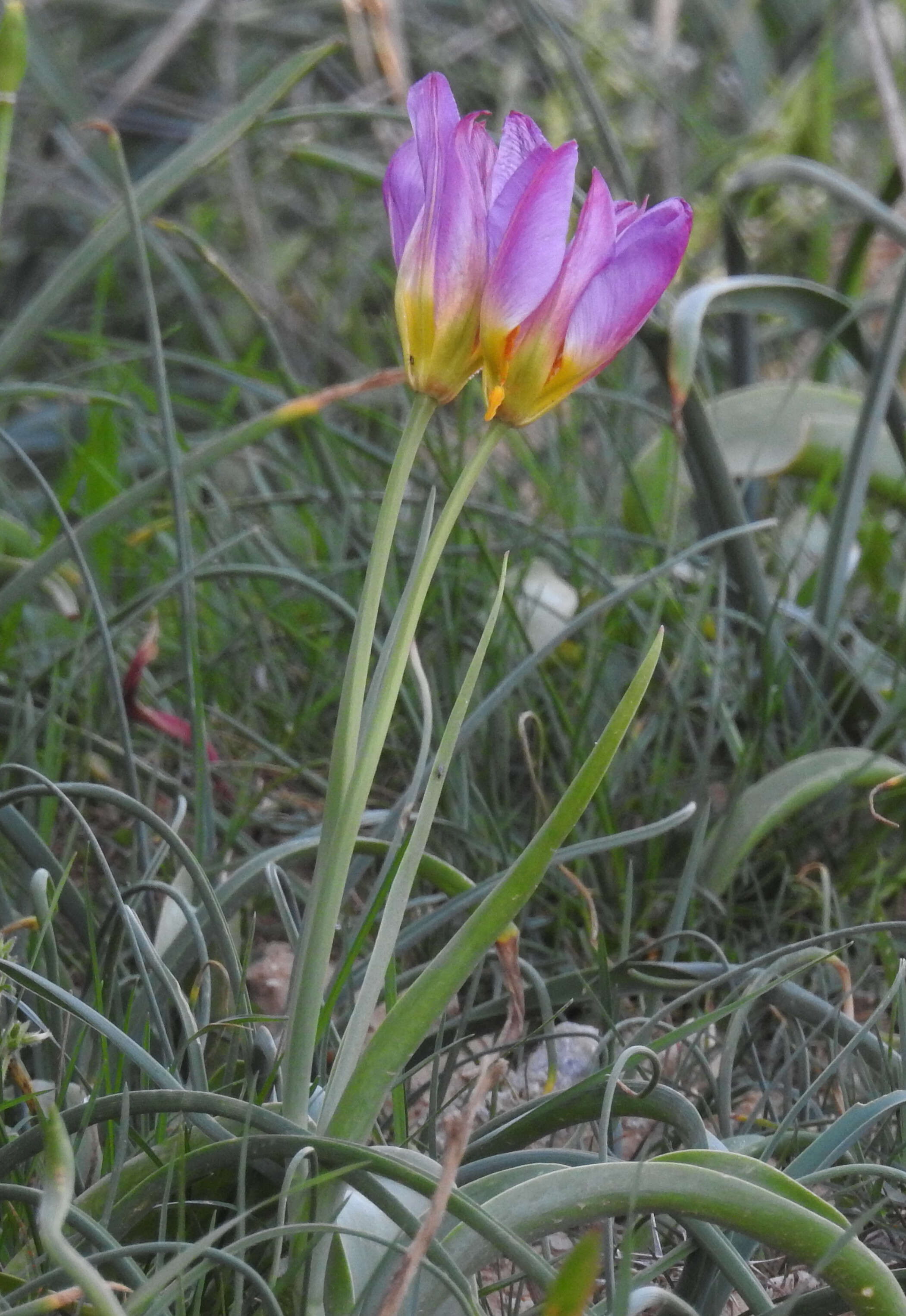 Image de Tulipa saxatilis Sieber ex Spreng.