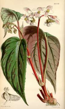 Image of Begonia hatacoa Buch.-Ham. ex D. Don