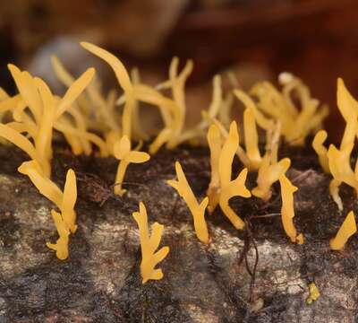 Image of Calocera cornea (Batsch) Fr. 1827