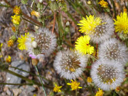 Image of hawkweed oxtongue